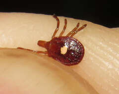 Image of Lone Star Tick