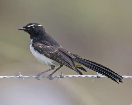 Image of Willie Wagtail