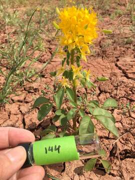 Image of golden spiderflower