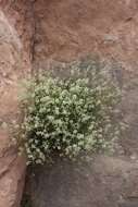 Image of mountain pepperweed