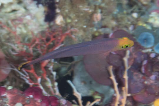 Image of Elongate dottyback