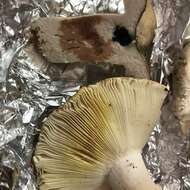 Image of Russula heterophylla (Fr.) Fr. 1838