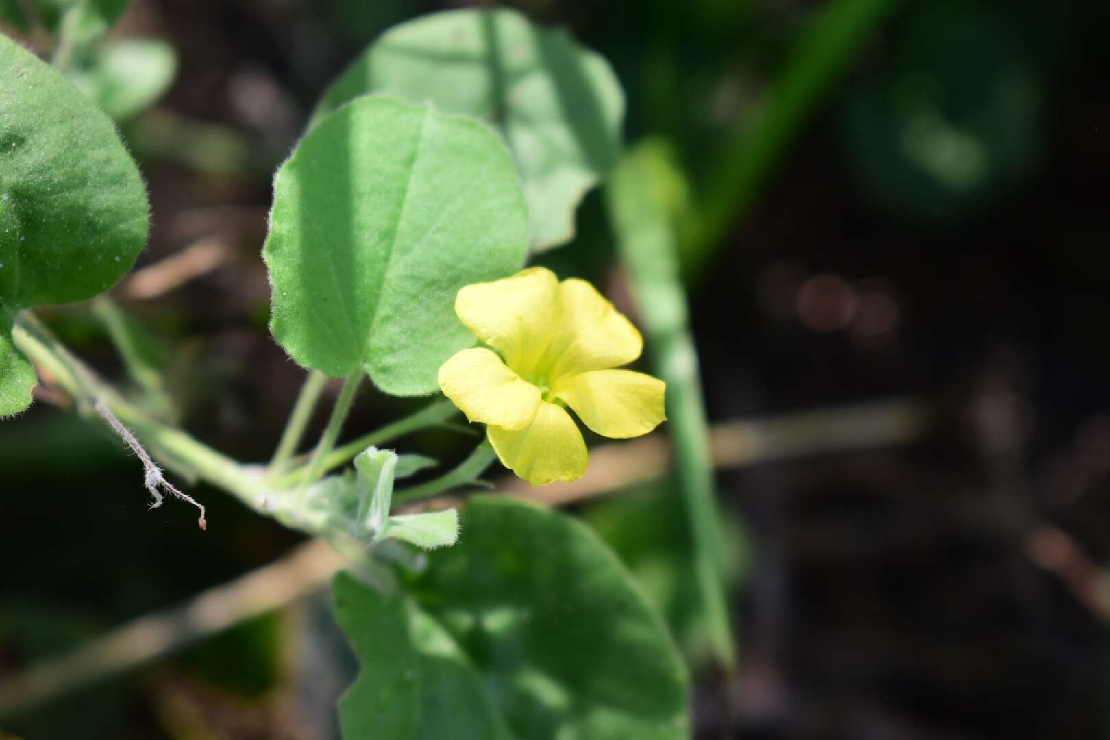 Image of peonyleaf woodsorrel