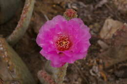 Image of beavertail pricklypear