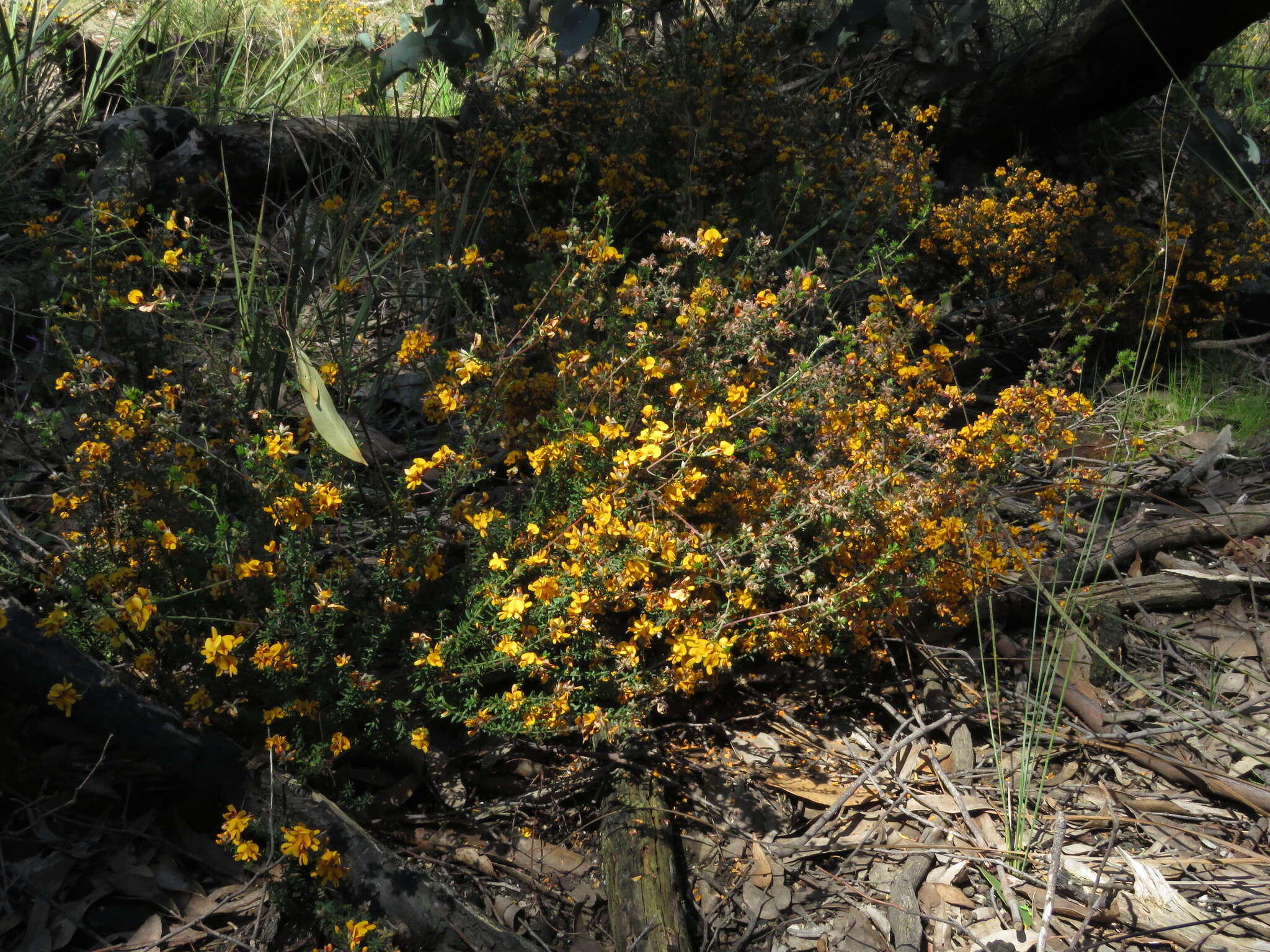 Image of Pultenaea gunnii Benth.