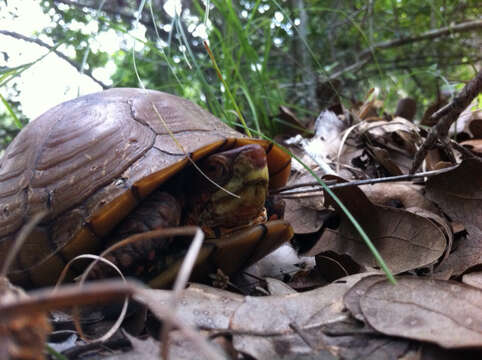 Image of Three-toed box turtle