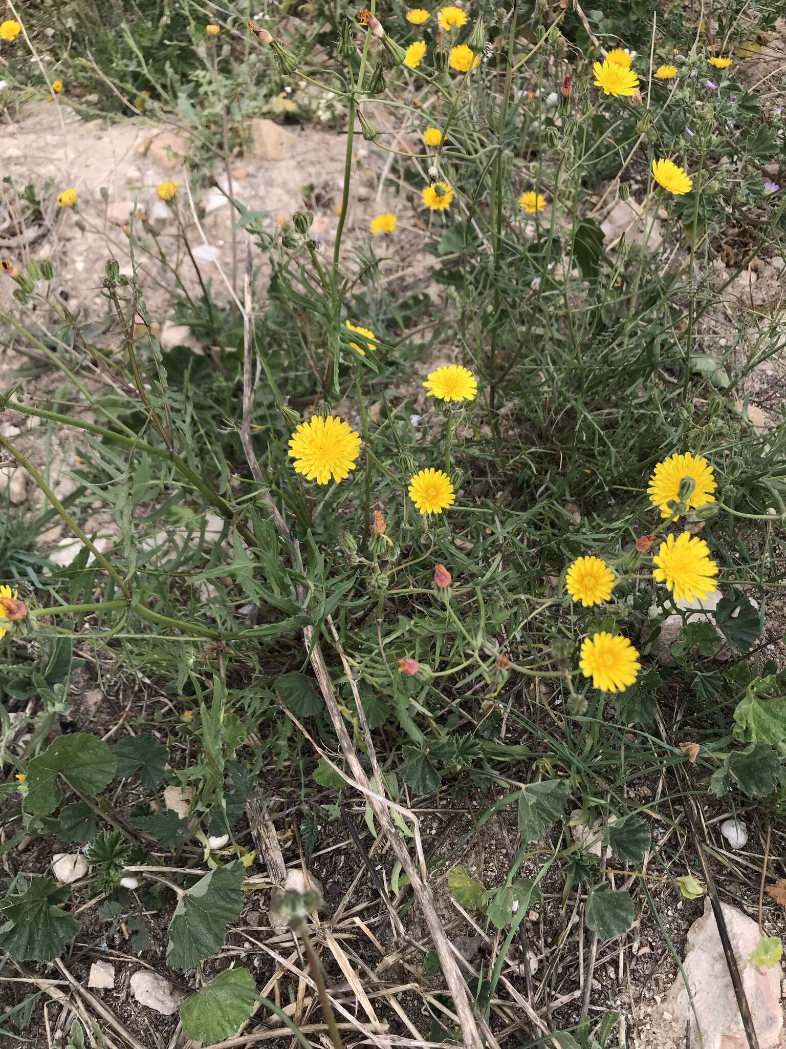 Imagem de Sonchus tenerrimus L.