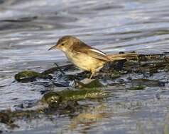 Image of Australian Reed Warbler