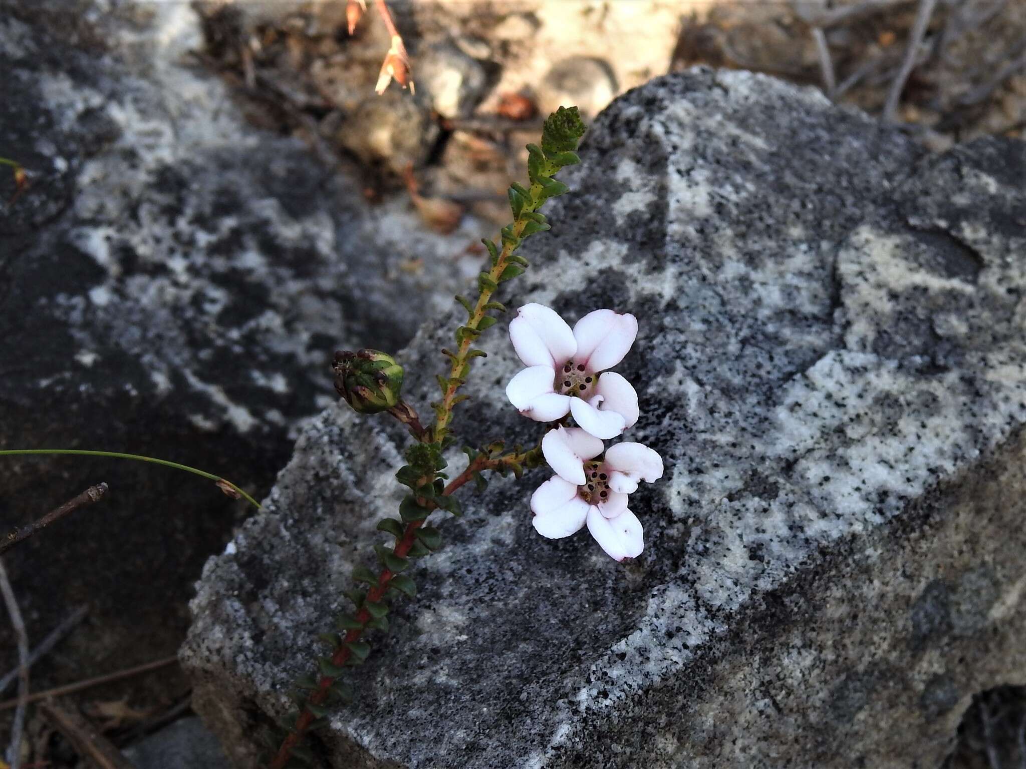 Image of Adenandra brachyphylla Schltdl.