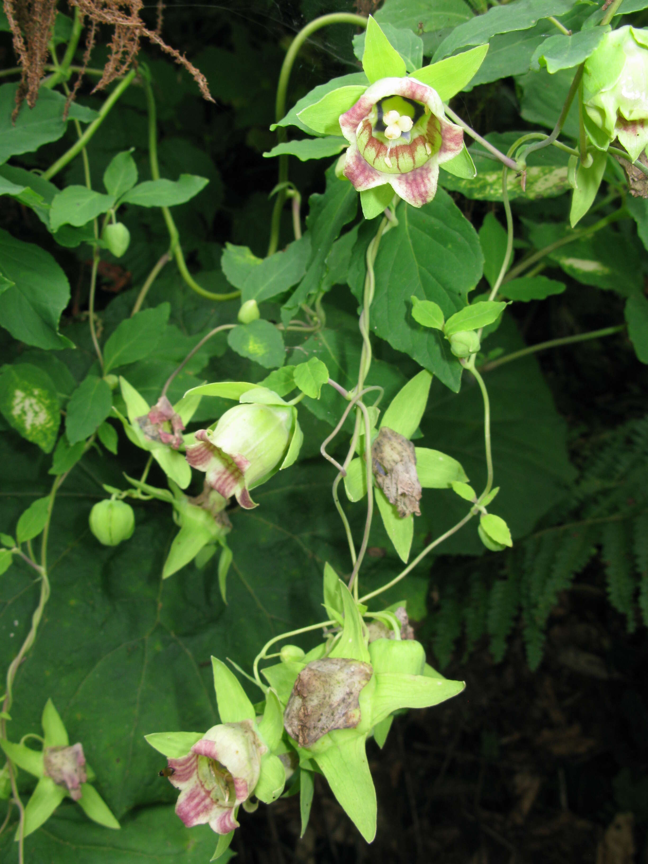 Codonopsis lanceolata (Siebold & Zucc.) Benth. & Hook. fil. ex Trautv. resmi