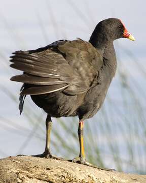 Plancia ëd Gallinula tenebrosa Gould 1846