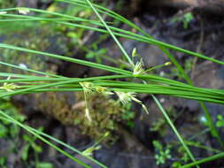 صورة Juncus filiformis L.