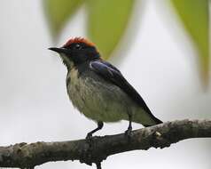 Image of Scarlet-backed Flowerpecker