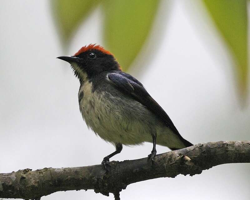 Image of Scarlet-backed Flowerpecker