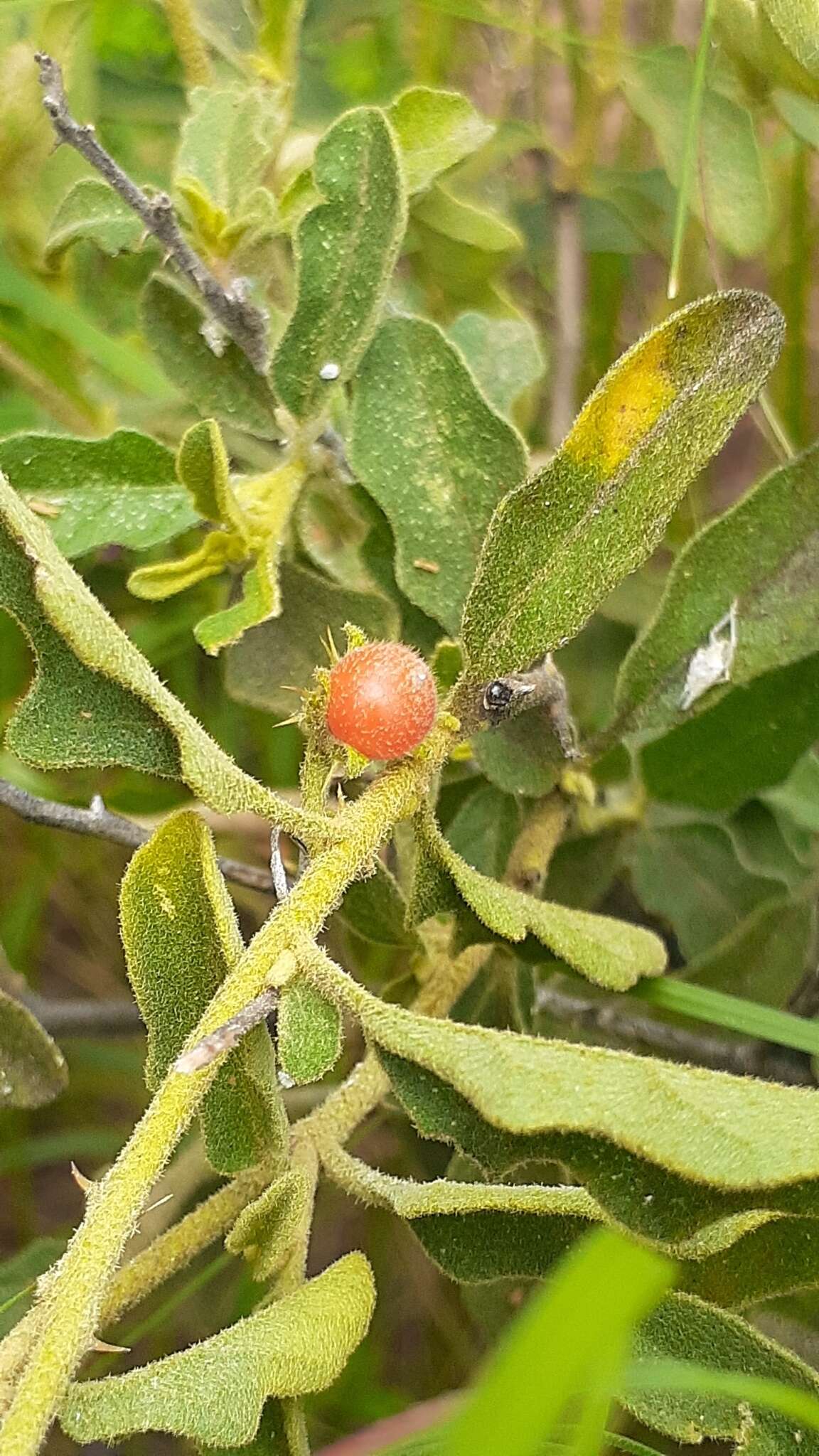 Image of Solanum catombelense Peyr.