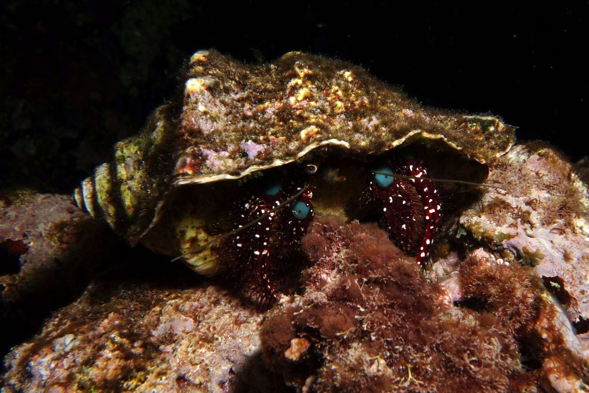 Image of Bluespot maroon hermit crab