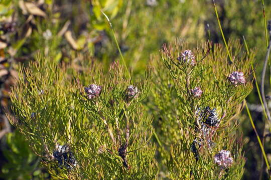 Image of Serruria ascendens (Lam.) R. Br.