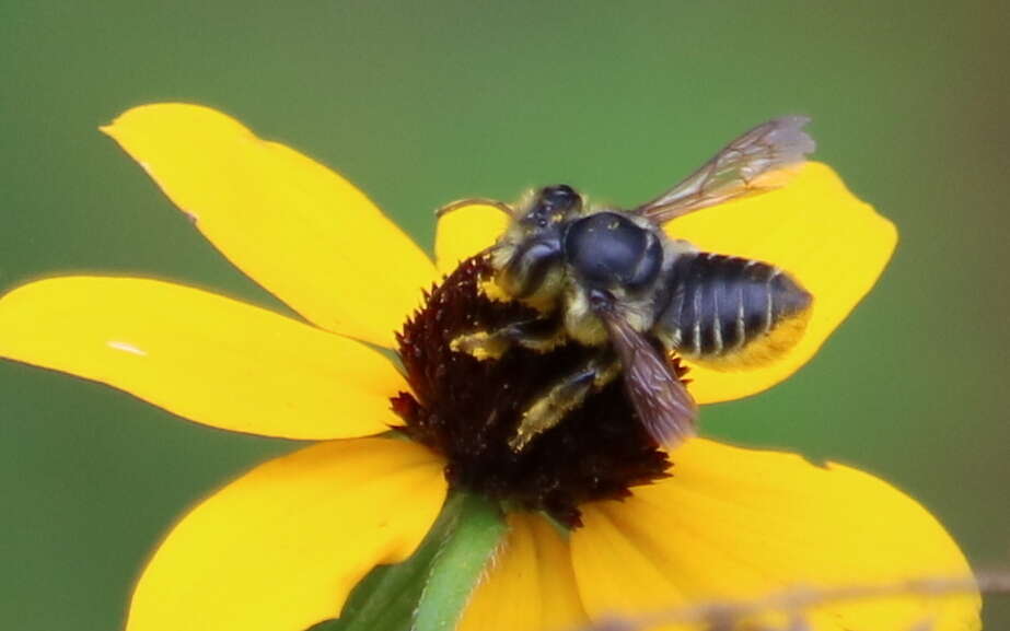 Image of Petulant Leaf-cutter Bee