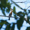 Image of Sapphire Flycatcher