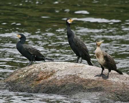 Image of Black Shag