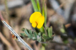 Image of strigose bird's-foot trefoil