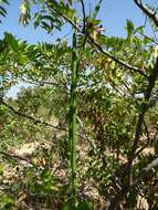 Image of Cassia sieberiana DC.