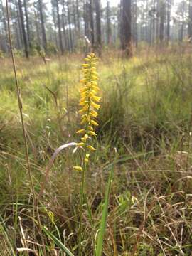 Image of yellow colicroot