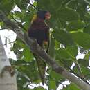 Image of Biak Lorikeet