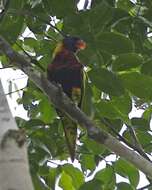 Image of Biak Lorikeet