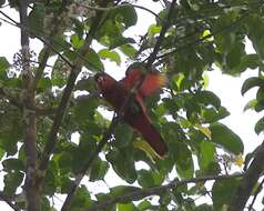 Image of Biak Red Lory