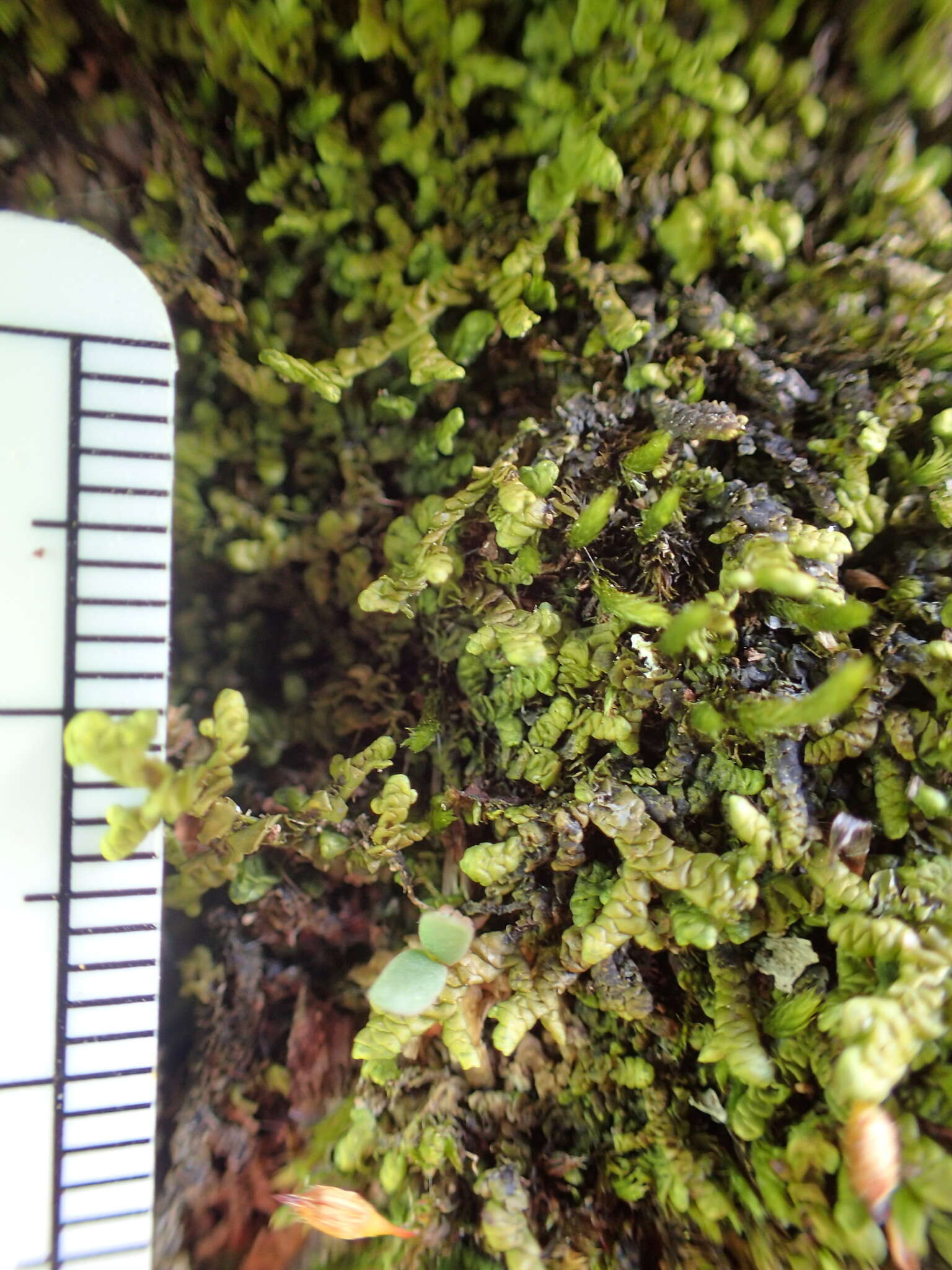 Image of Wall Scalewort