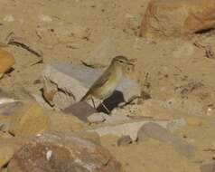 Image of Common Chiffchaff