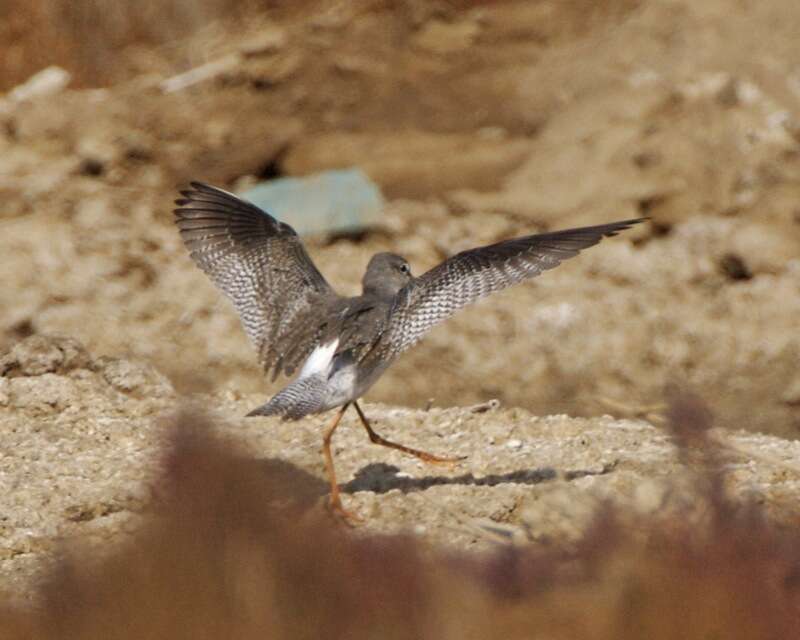 Image of Spotted Redshank