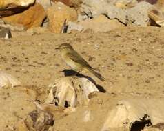 Image of Common Chiffchaff