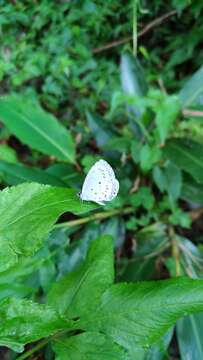 Image of Celastrina lavendularis himilcon (Fruhstorfer 1909)