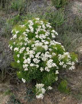 Image of Conospermum mitchellii Meissn.