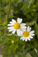 صورة Tripleurospermum maritimum (L.) Koch