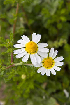 Image of false mayweed