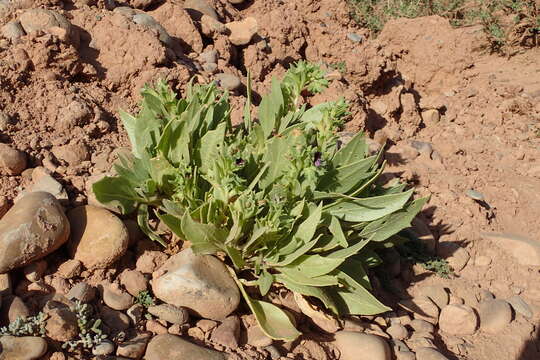 Image of henbane