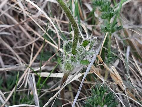 صورة Pulsatilla albana subsp. andina (Rupr.) Zämelis