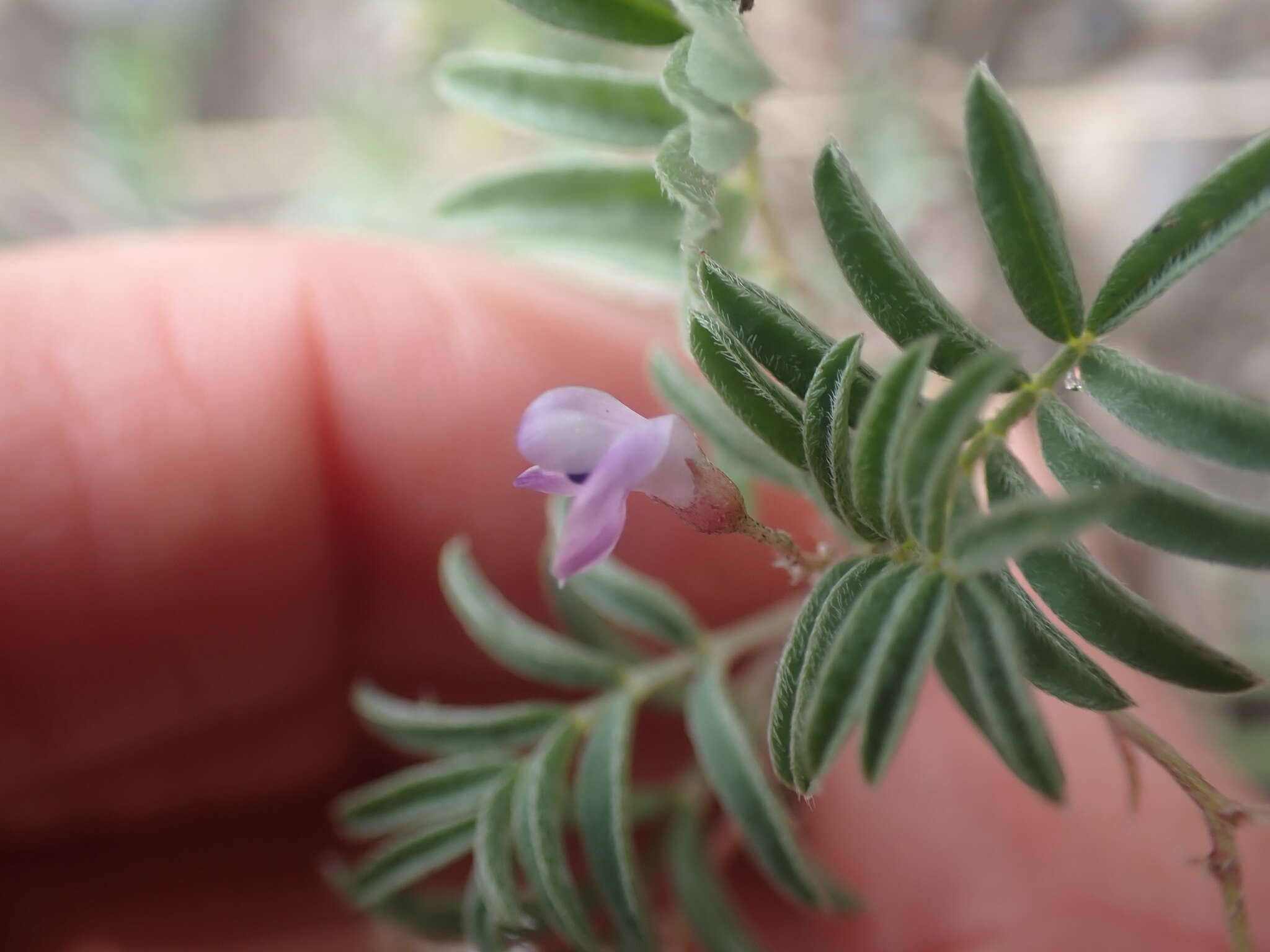 Sivun Astragalus vexilliflexus Sheldon kuva