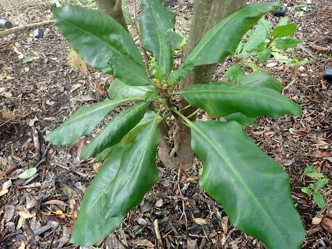 Image of umbrella catchbirdtree