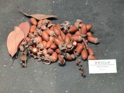 Image of Lithocarpus edulis (Makino) Nakai
