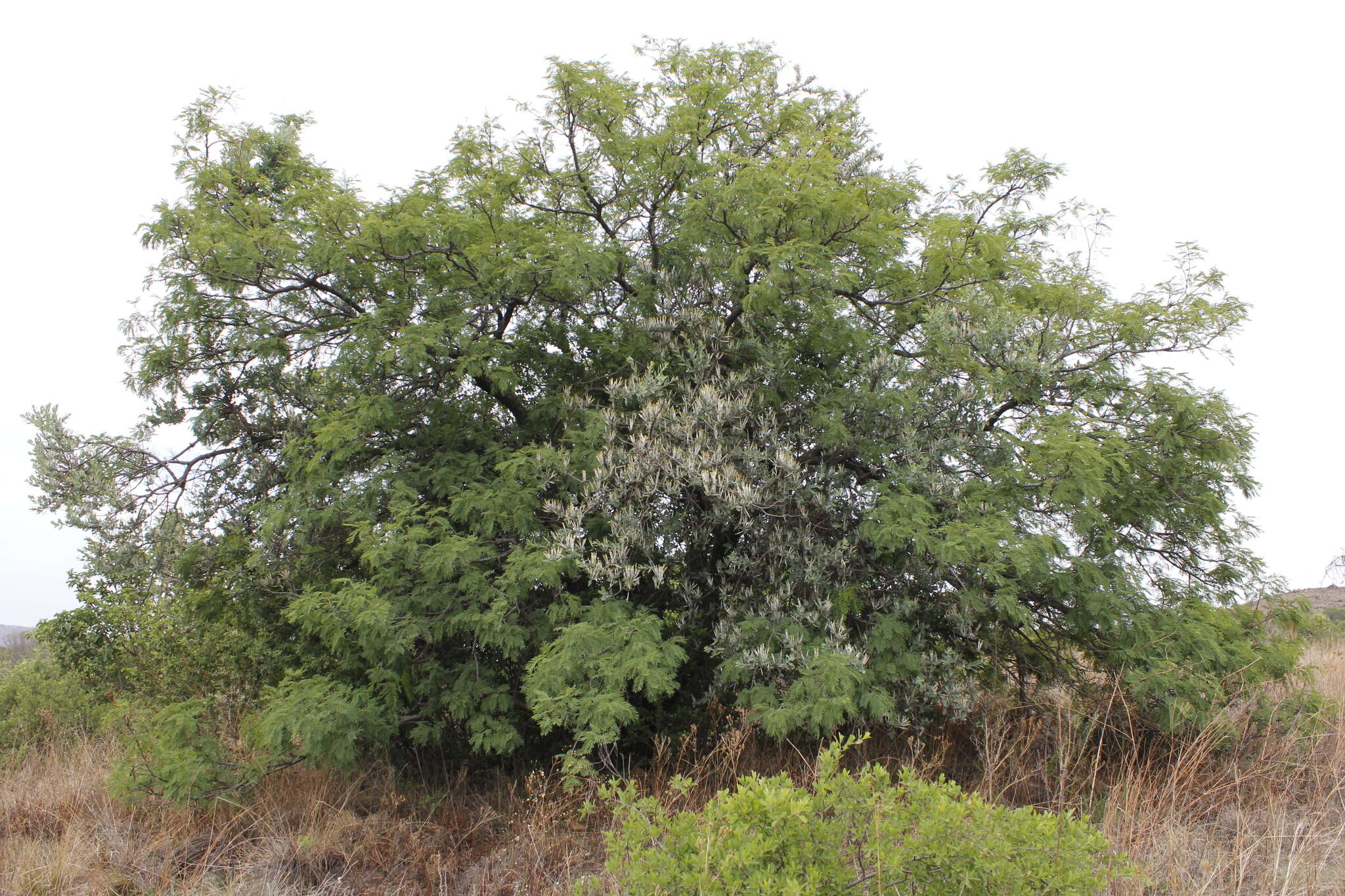 Sivun Agelanthus natalitius (Meissn.) R. M. Polhill & D. Wiens kuva