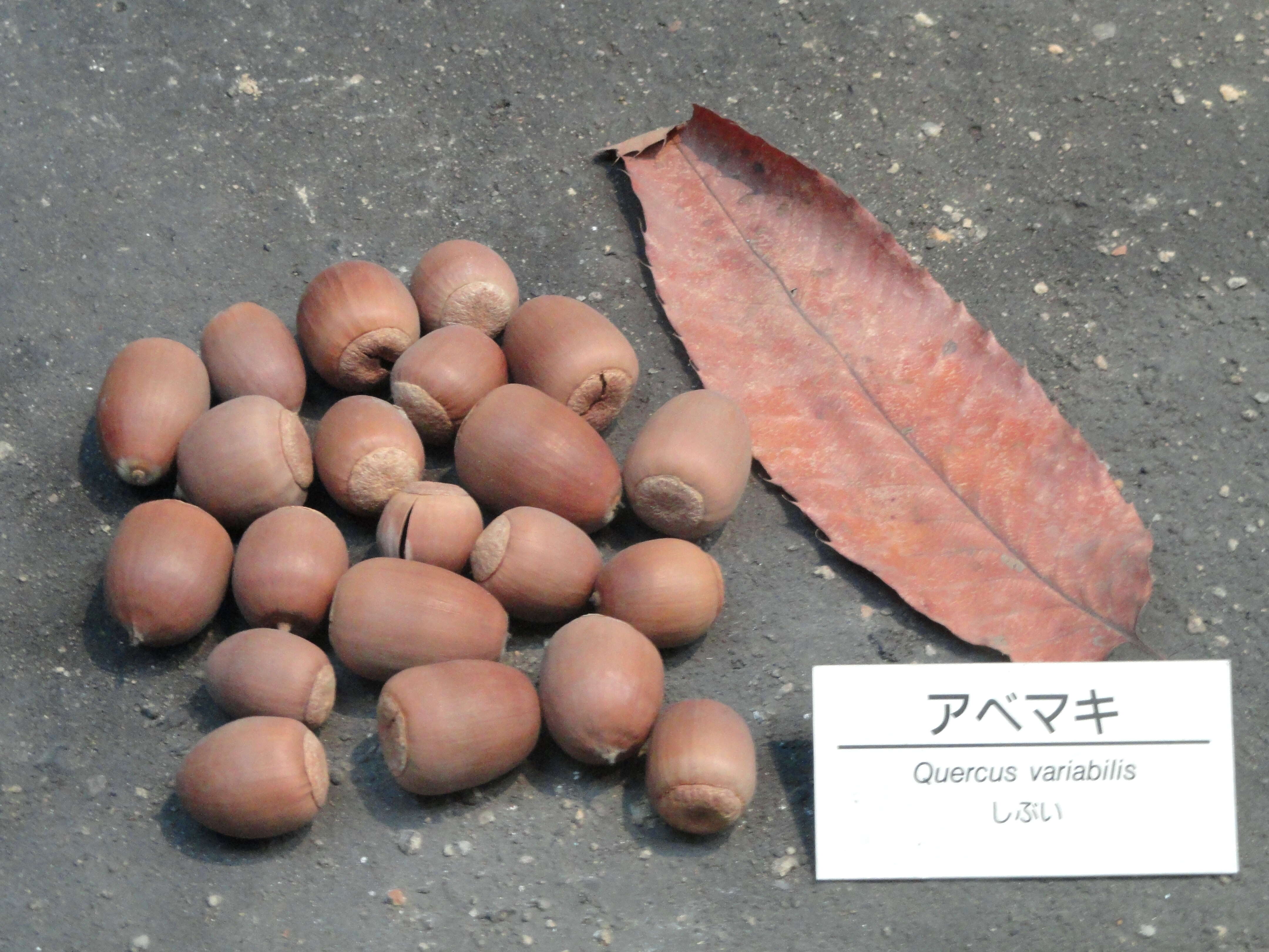 Image of Chinese cork oak