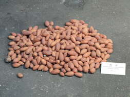 Image of Japanese Nutmeg Tree