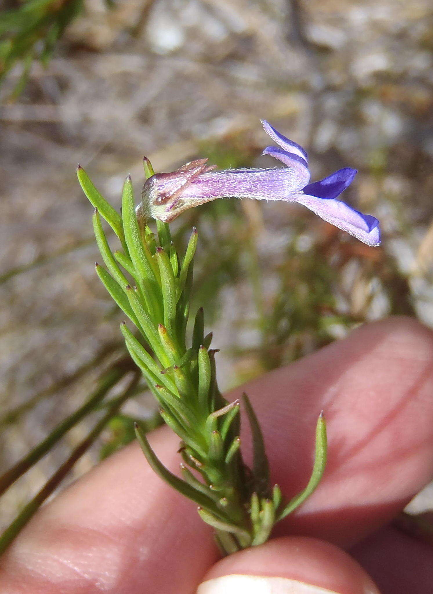 Image of Pine-leaf Lobelia