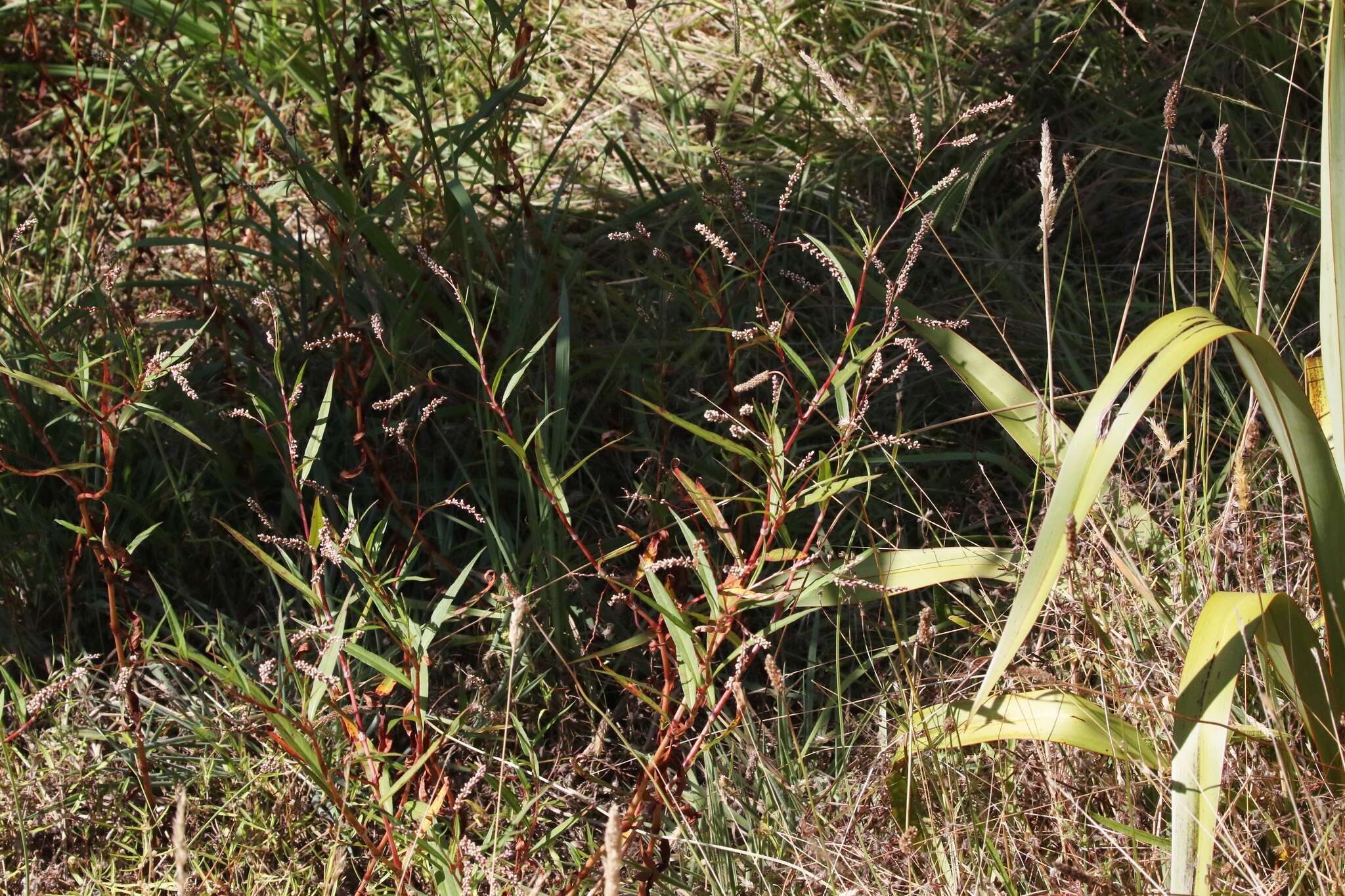 Image of Snake-root