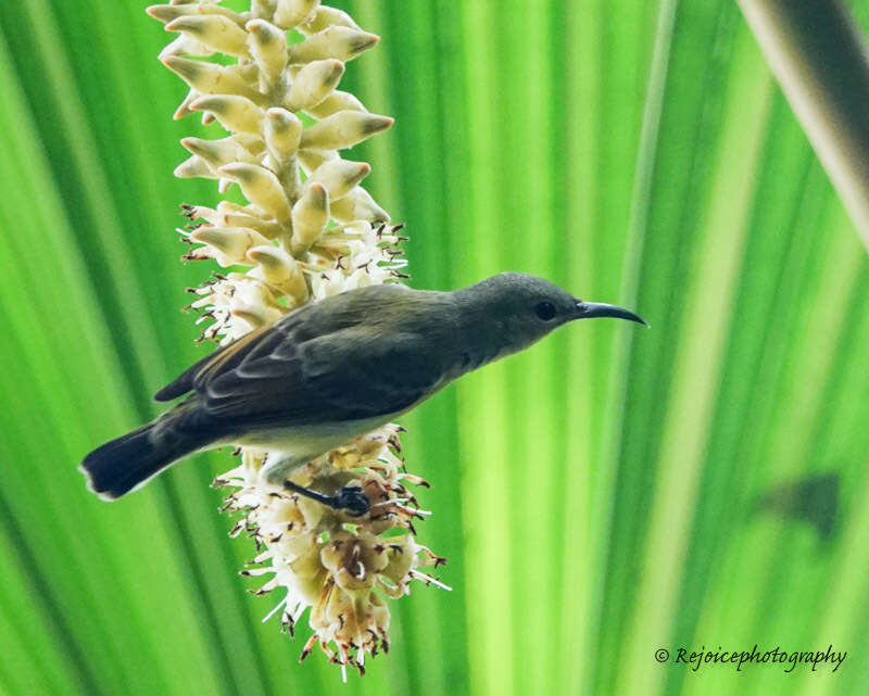 Sivun Leptocoma brasiliana (Gmelin & JF 1788) kuva