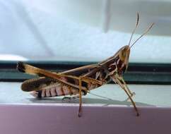 Image of Admirable Grasshopper